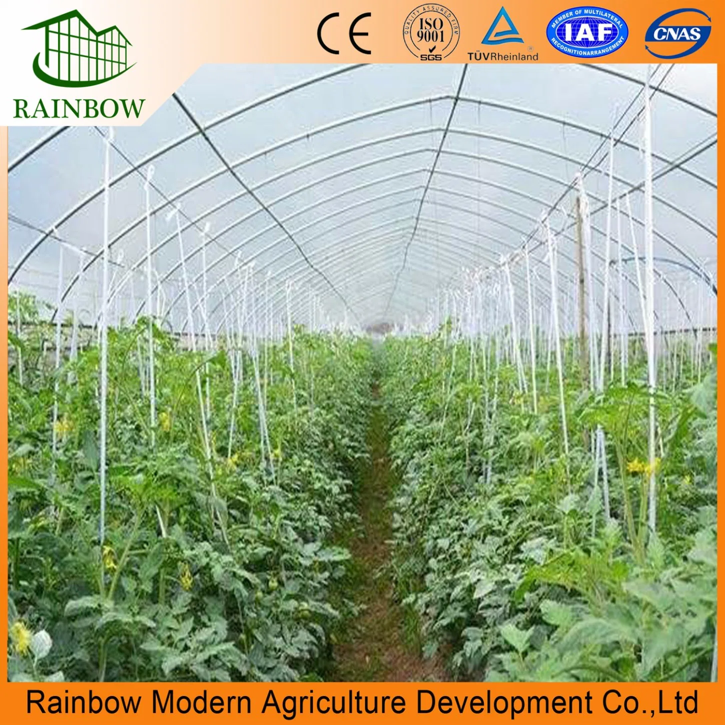 Agriculture Single Span Vegetable Greenhouse with Plastic Film