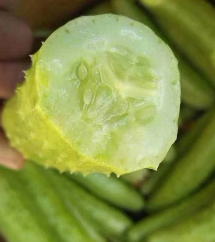 Heat Cold Strong Disease Resistance Spikes Cucumber Seeds