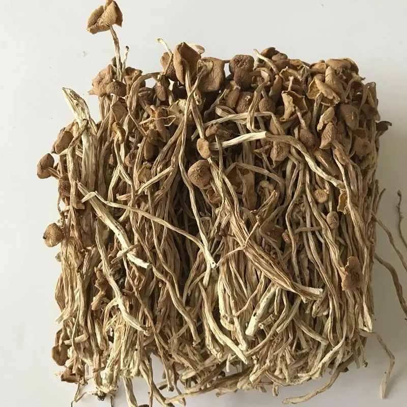 Wholesale/Supplier Dried Agrocybe Aegerita Cylindracea Tea Tree Mushroom in Bulk