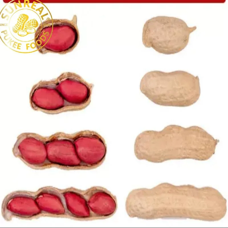 Roasted Peanut in Shell/ Red Skin/Sunreal/Fresh and Crispy/New Crop