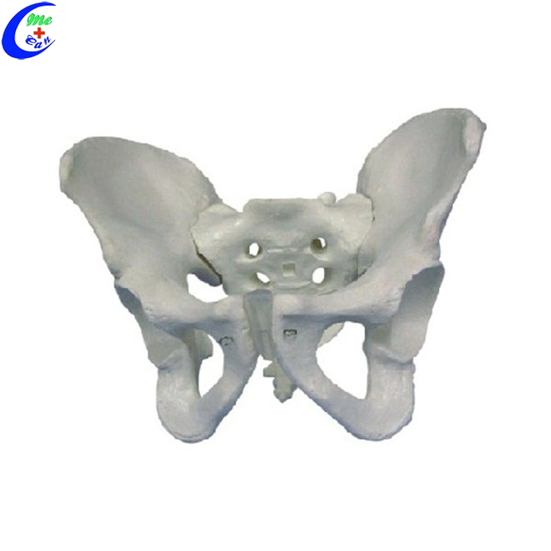 Medical Models Male and Female Pelvic Skeleton Model