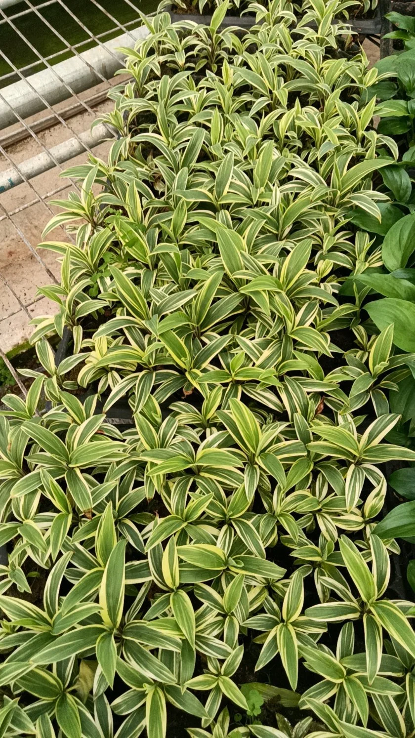 Cordyline Café Compacta Tray plantas de tecido Cultura Live Plant