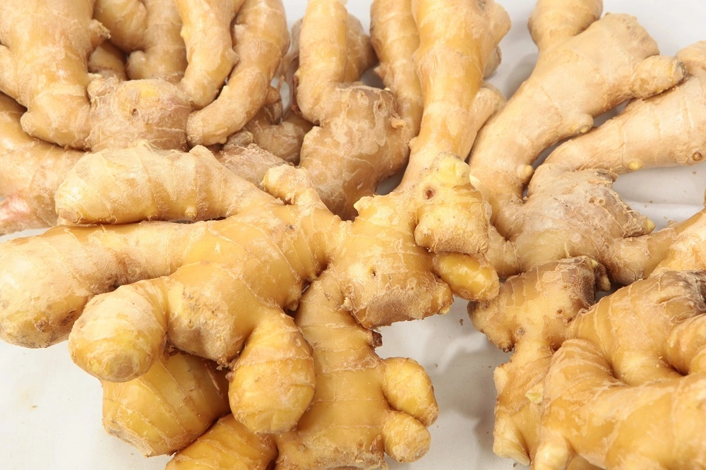 20kg Mesh Bag Packing Fresh Ginger for Exporting