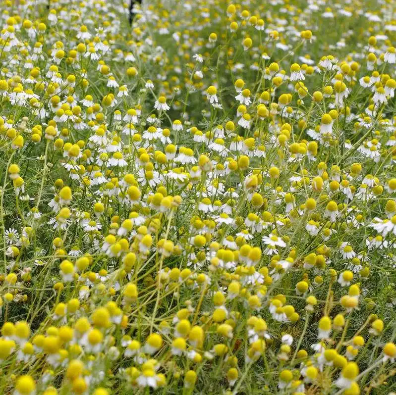 Herbes naturelles de haute qualité thé parfumé Matricaria Chamomilla Chamomile séché Thé de fleur