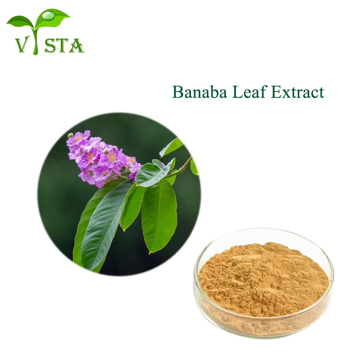 100% extrait naturel de feuille de Banaba 1%- 98% Lagerstroemia acide corosolique Extrait de speciosa