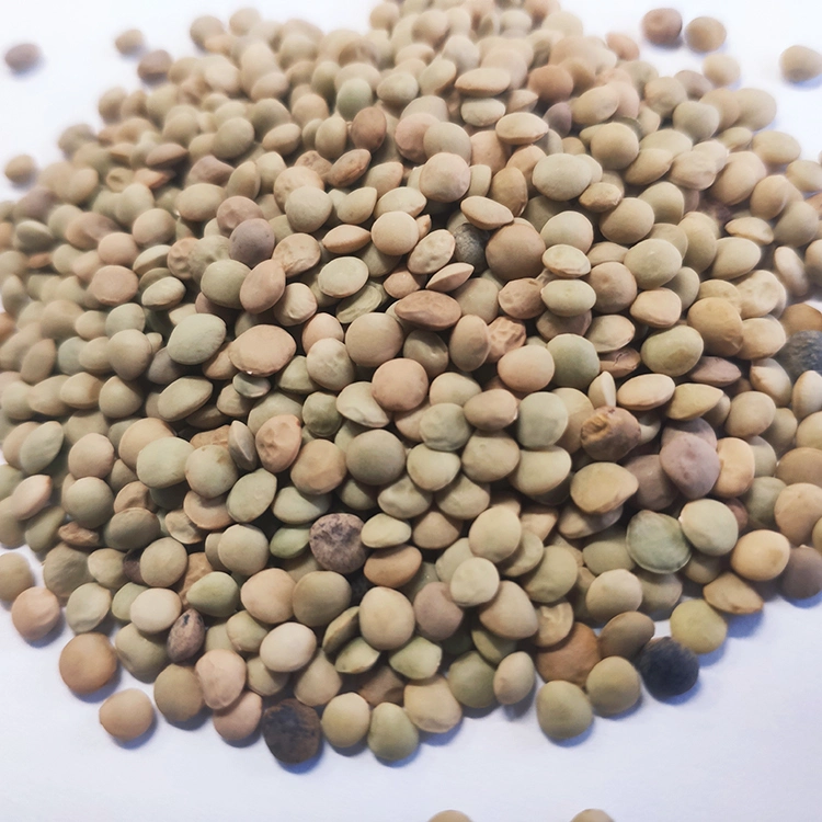 Chinese Lentils Low Price Green Lentils