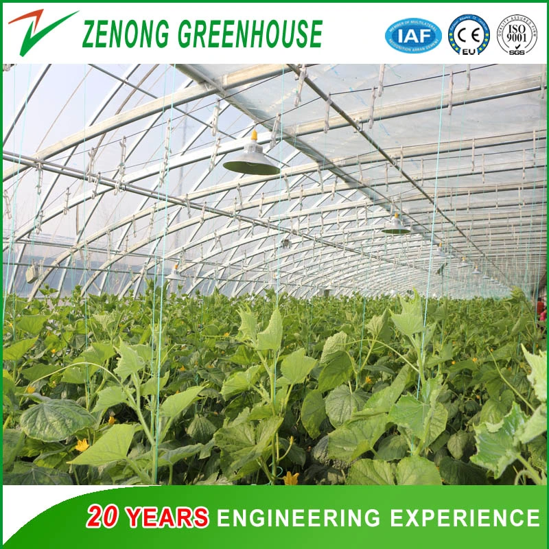 Heat Insulation Solar Greenhouse for Agriculture Planting in Winter