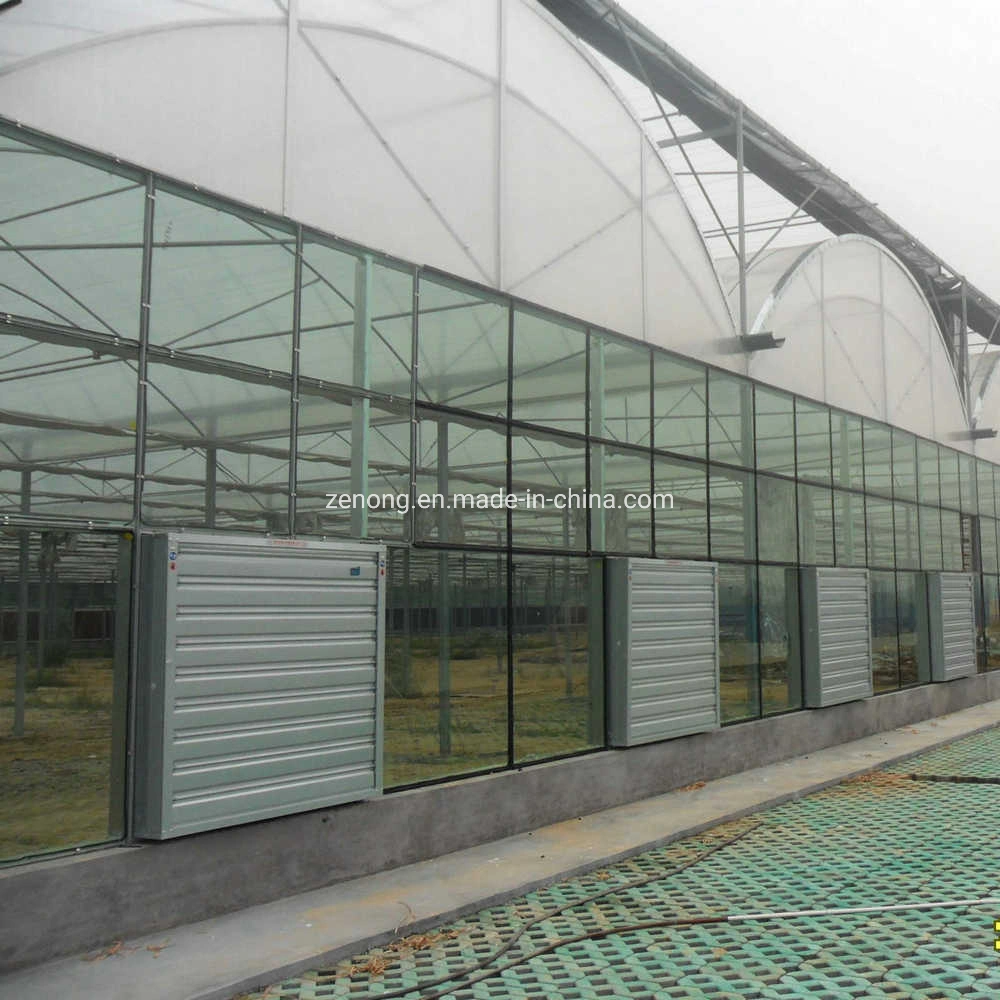 Agricultural/Commercial Plastic Multi-Span Film Greenhouse with Hydroponic System and Automatic Irrigation System