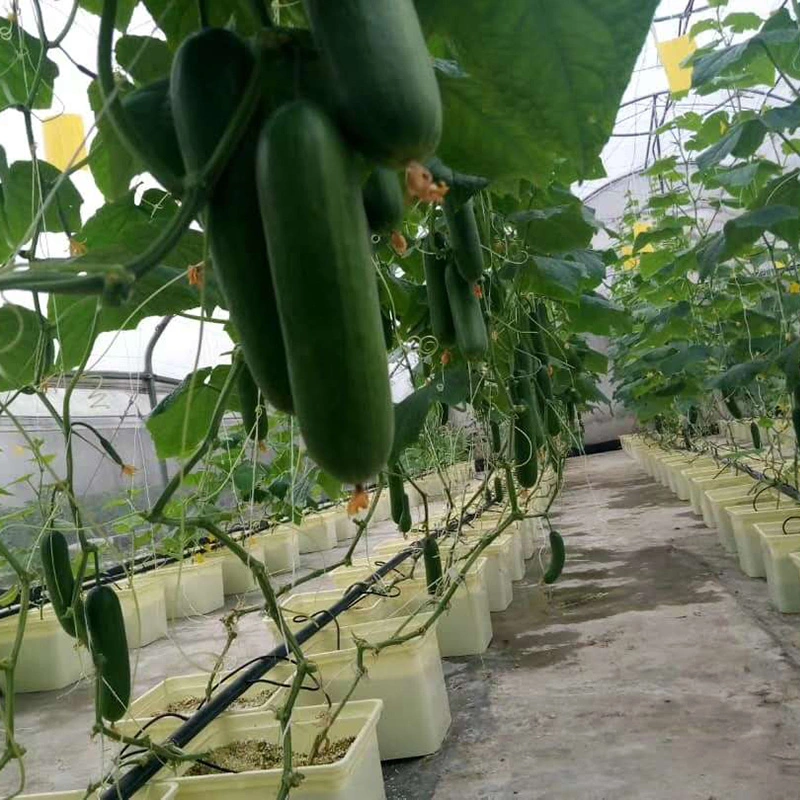 Greenhouse Hydroponics Cucumber Tomato Growing Dutch Bucket System