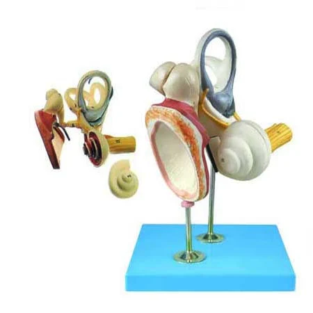Soft Silicone Teaching Display Enlarged Labyrinth Internal Era Dissection Expansion Model