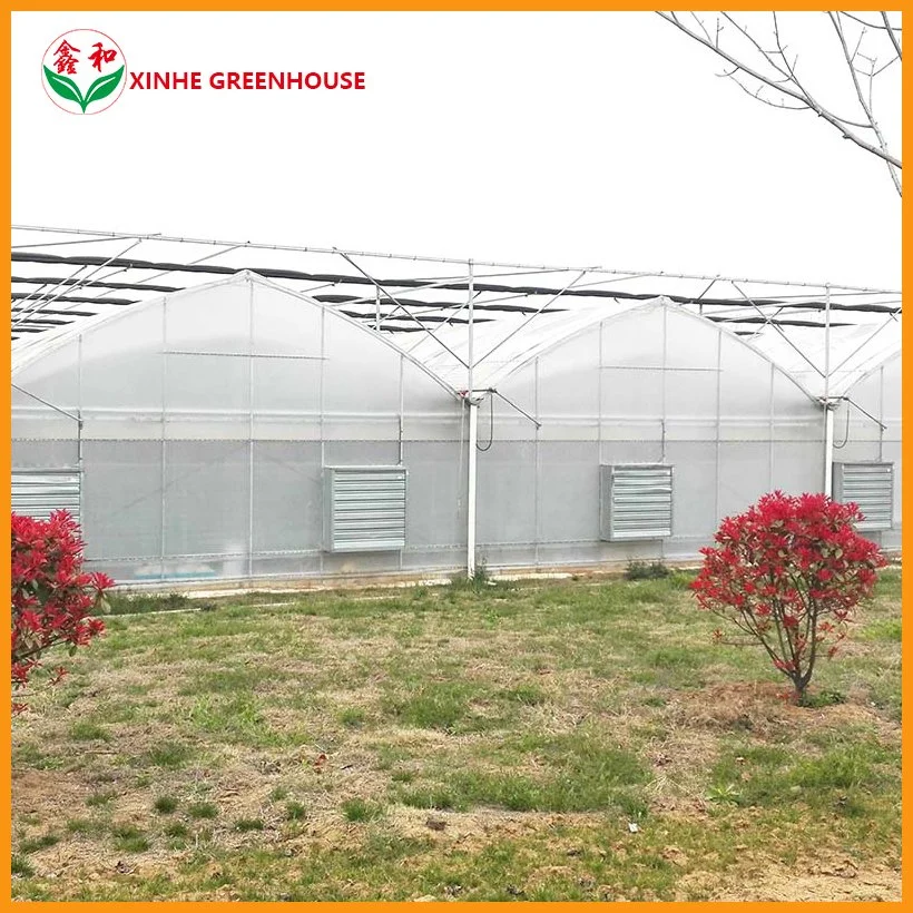 Agriculture Hydroponic Growing Systems Polycarbonate Greenhouse for Planting