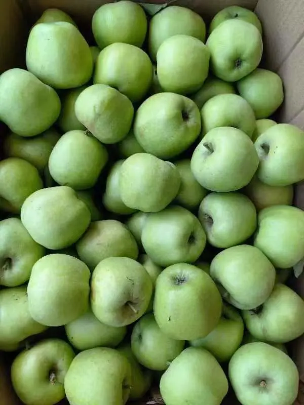 New Crop of Fresh Qinguan Apple