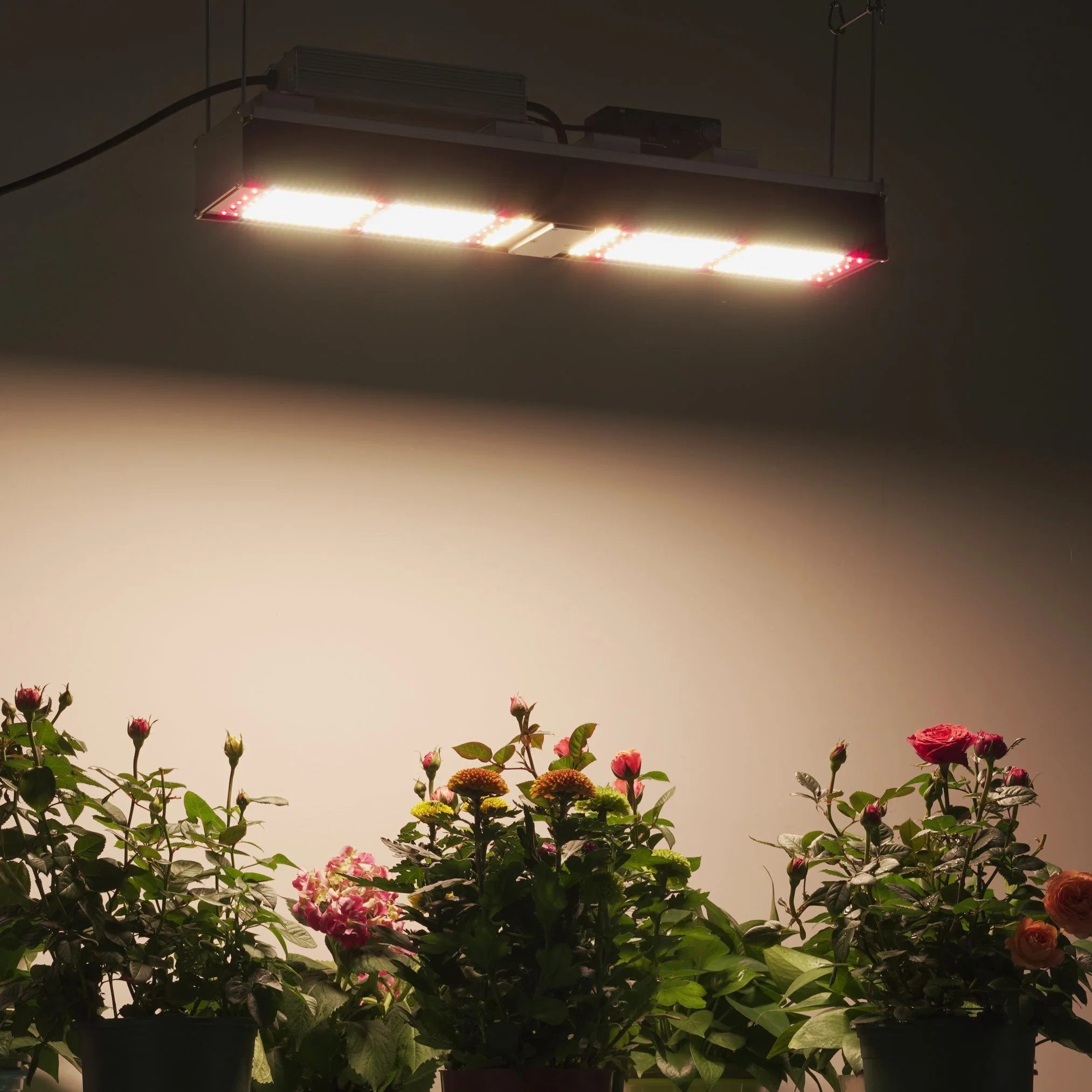 Más Vendidos LM301b de efecto invernadero hidropónico 300W LED de amplio espectro de luz para crecer las plantas de interior