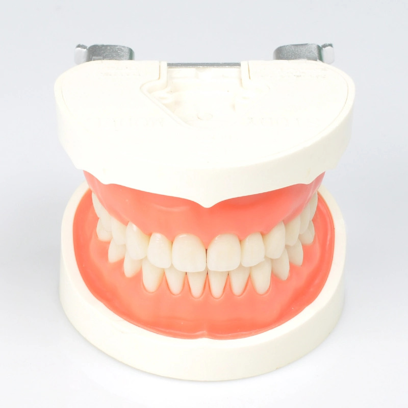 Solid Teaching Tooth Model for Dental Lab and Clinic