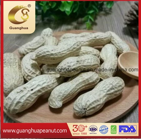 New Crop Roasted and Salted Peanut in Shell Healthy Delicous Luhua Haihua