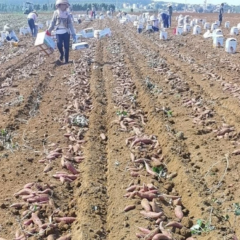 2022 Nuevo cultivo IQF Enana congelada de la patata dulce con la piel