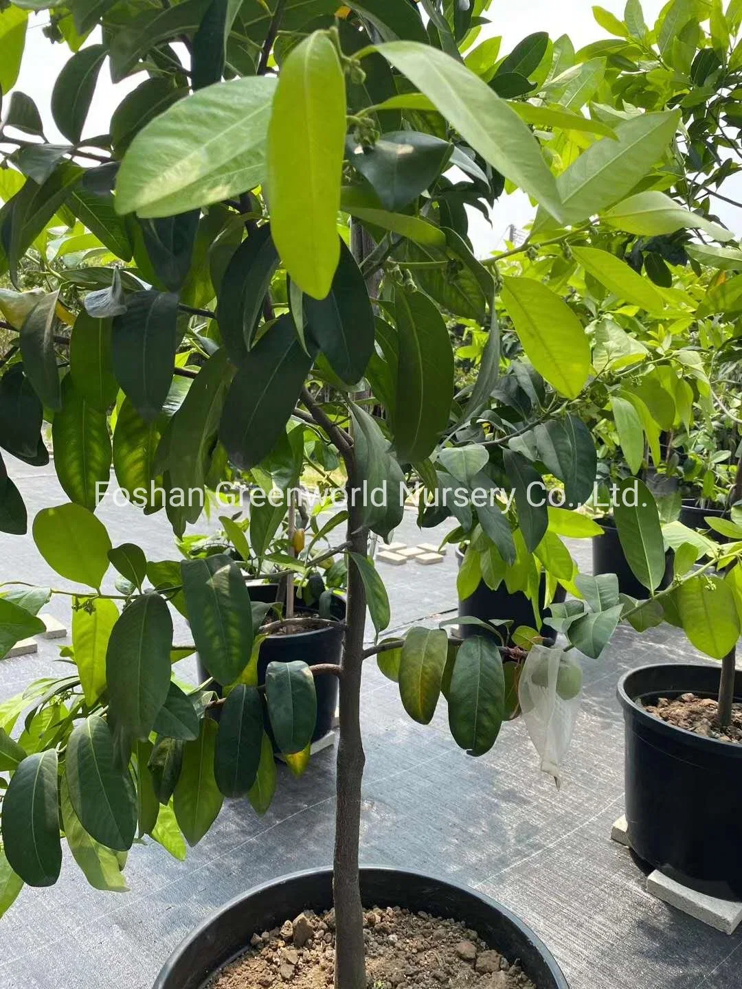 Diospyros Nigra Fruit Tree China Manufacturer