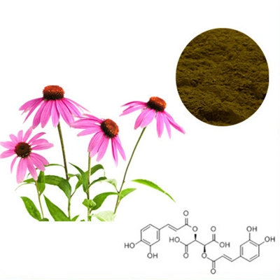 USDA Bio zertifiziert Echinacea Purpurea Kräuterextrakt Echinacea Purpurea 4% Cichorsäure Antiviral