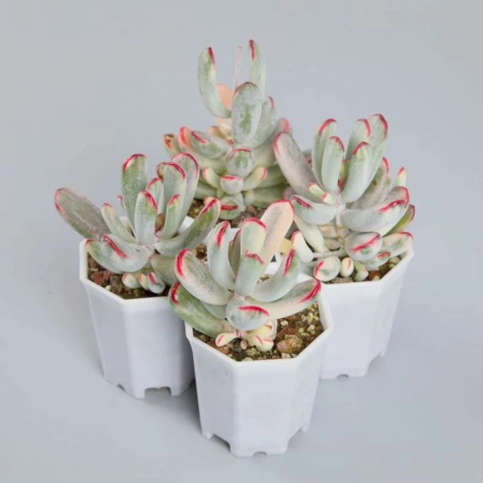 Dudu Nouveau inhabituel cotyledon Orbiculata Variegate Echeveria naturel vivant Succulent