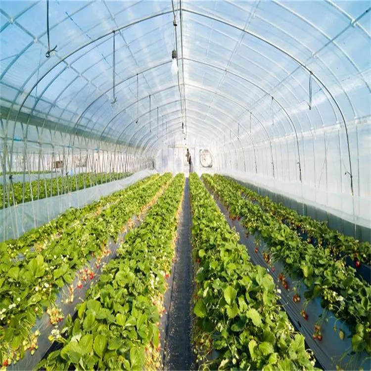 Single Span Tunnel Plastic Film Greenhouse for Vegetable and Flower