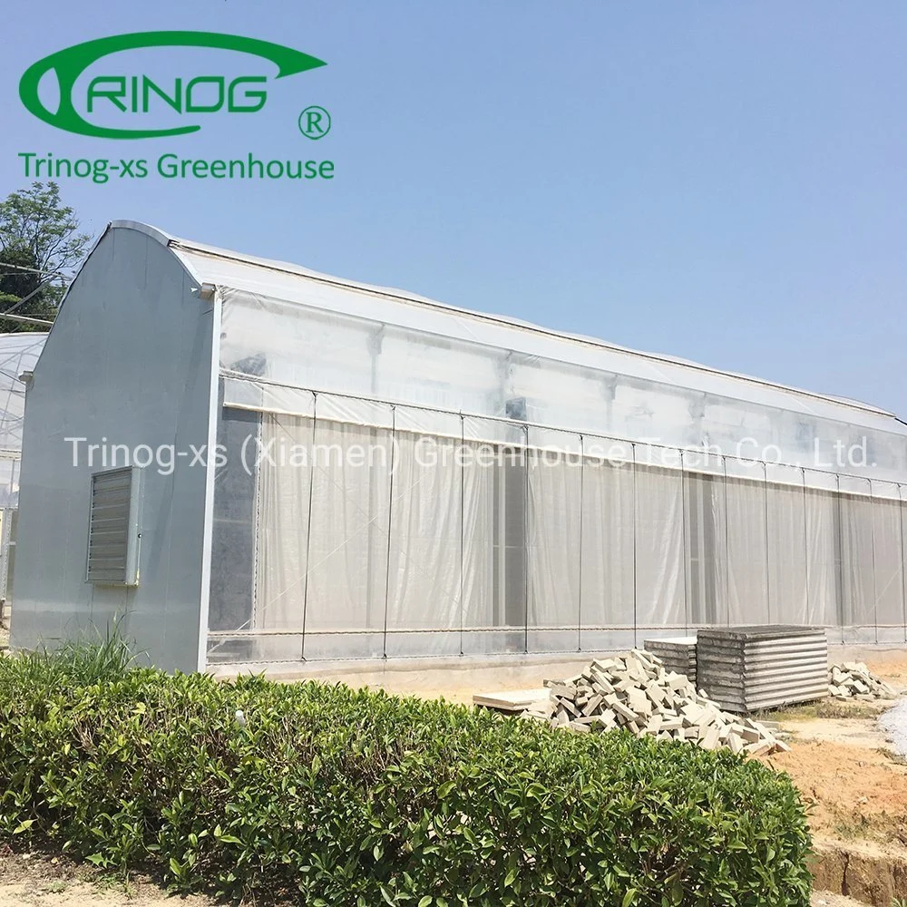 Trinog Greenhouse Commercial used hydroponics panda film all blackout medical herb greenhouse for sale