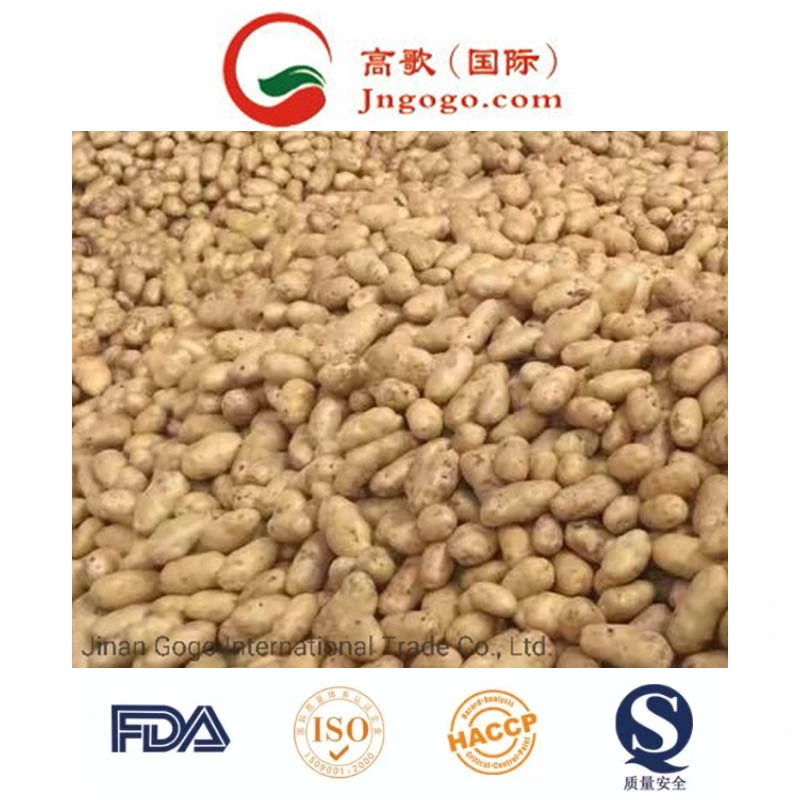 China New Crop Fresh Potato Supplier (50-200G)