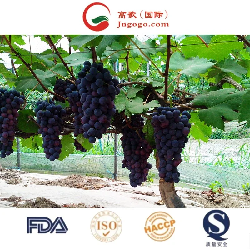 Black Grapes- Farm Fresh Quality