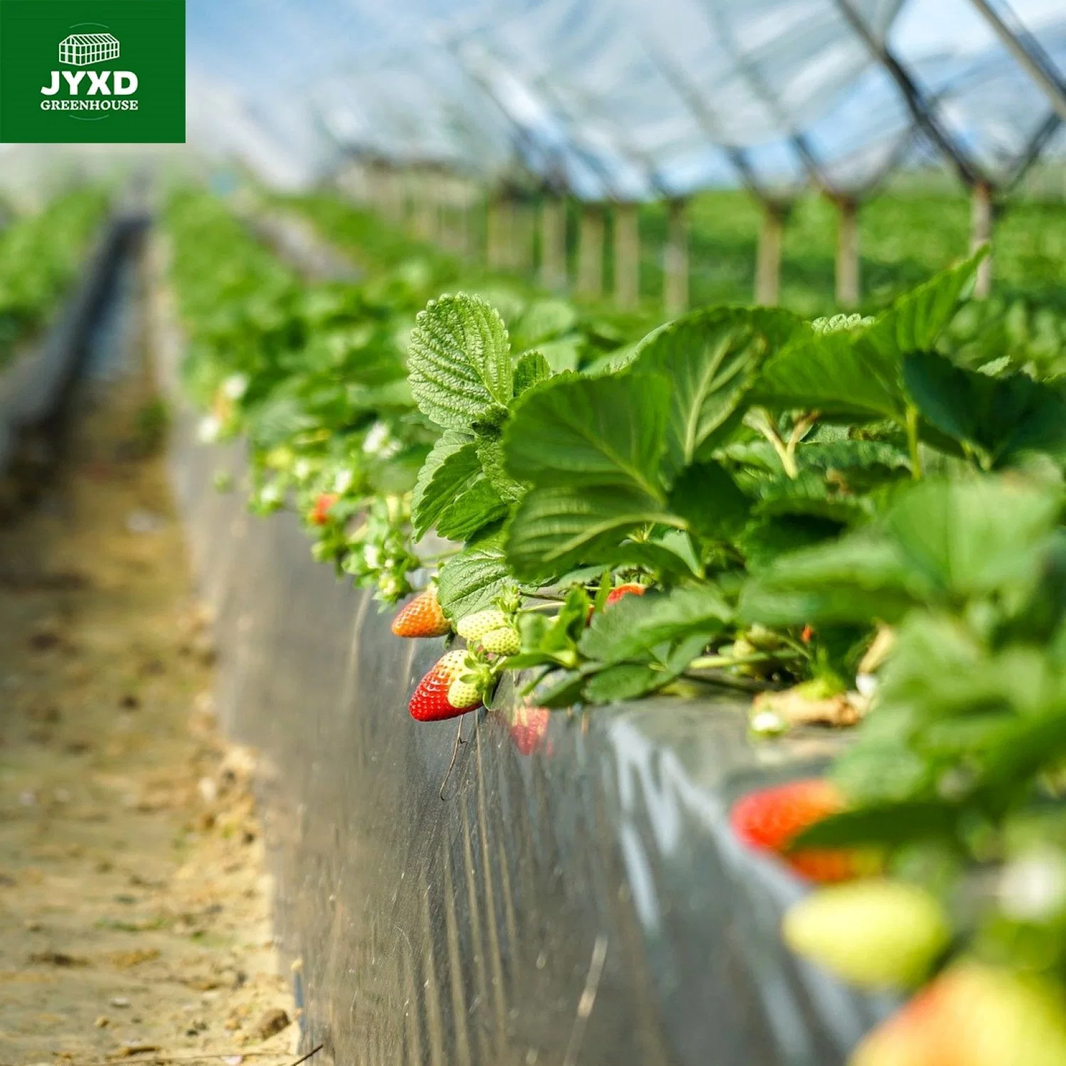 Inventory Quick Delivery Agricultural Single Span Polycarbonate Tunnel Strawberry Greenhouses for Sale