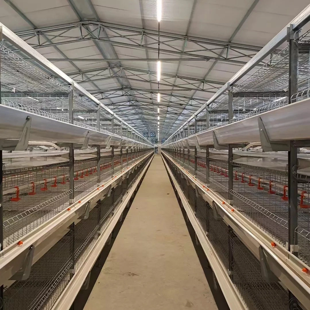 Automatic H Style Battery Layer Chicken Cage for Broilers/Laying Hens