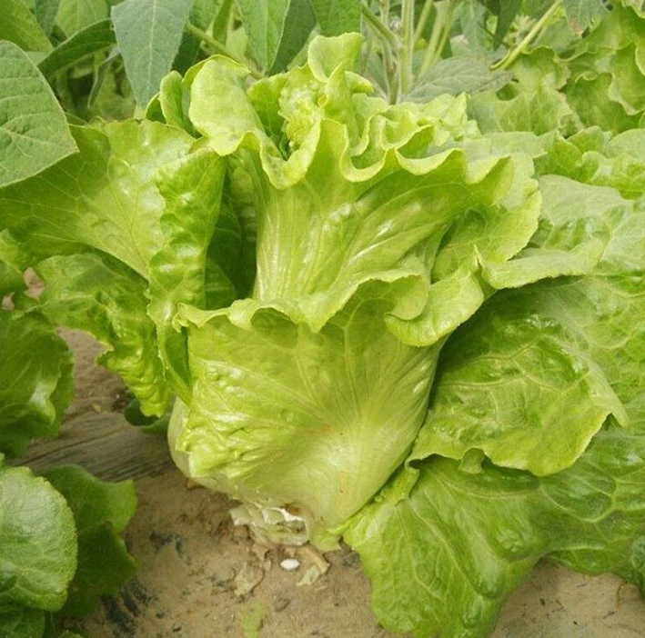 Italian Lettuce Seeds for Salad for Planting