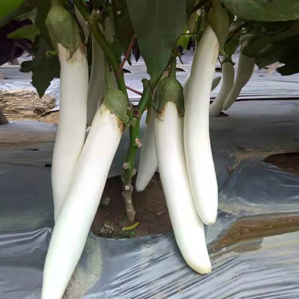 Touchhealthy Supply Eggplant Seeds/White Long Eggplant Seeds