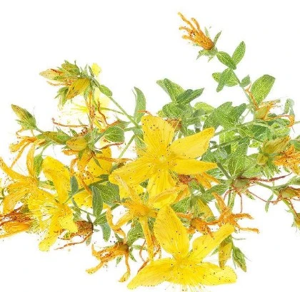 El 0,3% Hypercins Natural St Johns Wort Hypericum Perforatum extracto en polvo