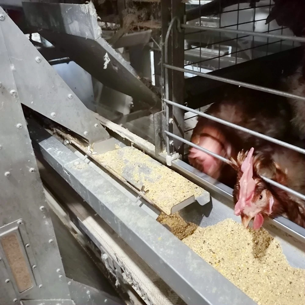 Batterie 4 tiers volaille poulet élevage couche Coop pour la Birmanie Ferme avicole