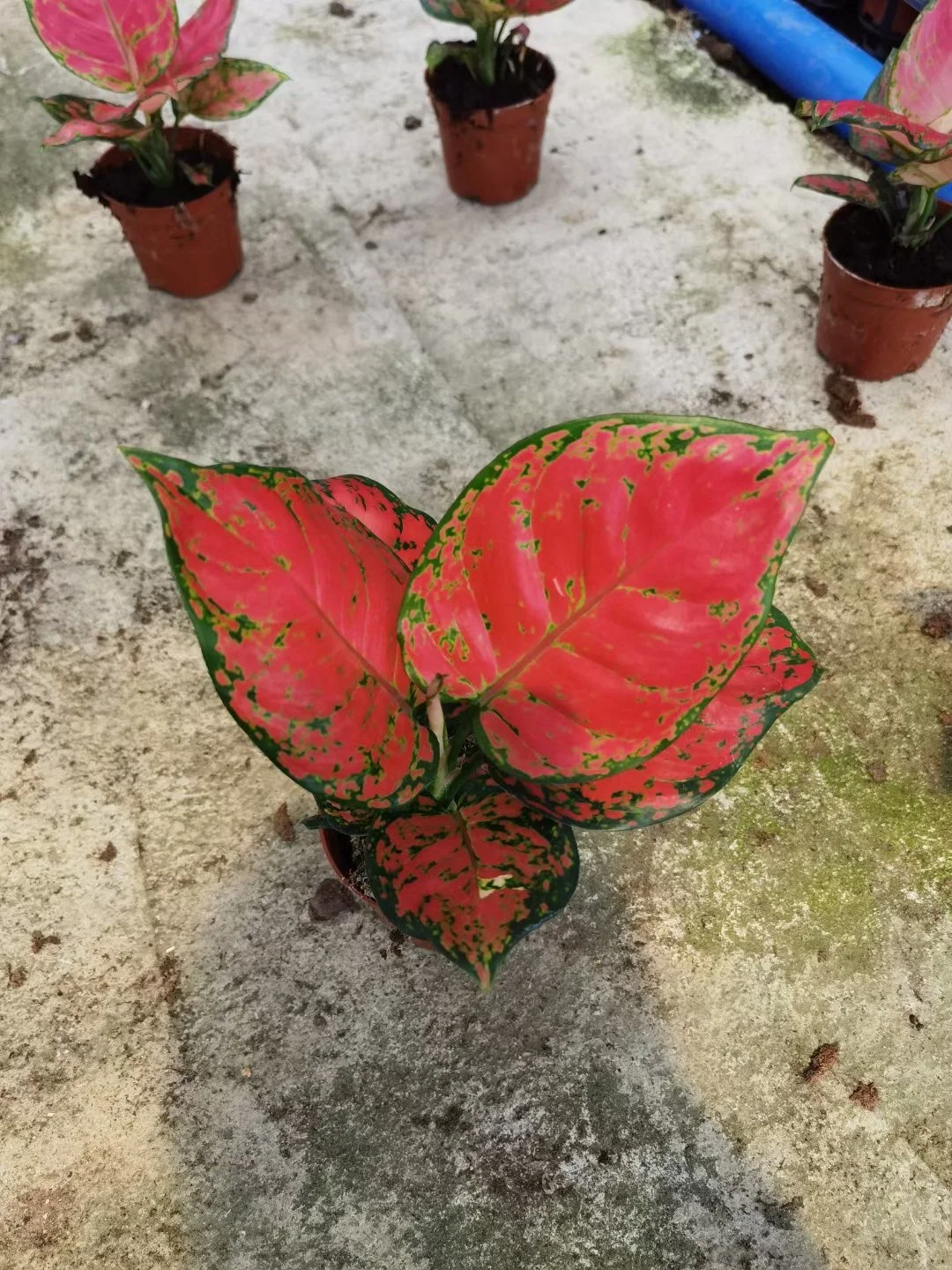 Aglaonema Red Beauty Ornamental Plant All Kinds of Aglaonema for Sale