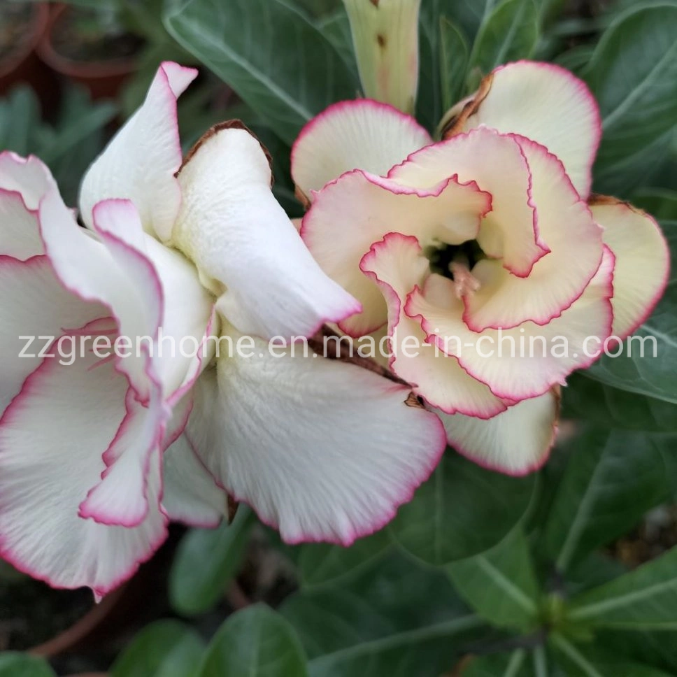 Live Desert Rose Natural Adenium Obesum Beautiful Flower