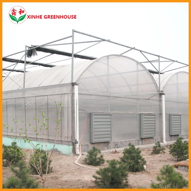 Agricultura Multi-Span Arch plástico Film estufa Strawberry estufa