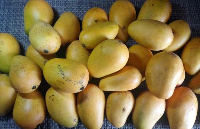 Fresh Mango Sweet Soft Dried Fruit Mango Carton Package 5kg 10kg Factory Price Hot Sale