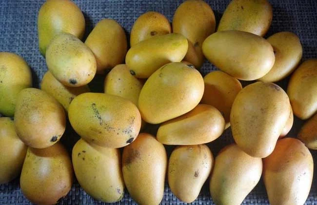 Mango fresco suave dulce fruta seca Mango Paquete de cartón de 5 kg de peso 10 kg precio de fábrica Venta caliente