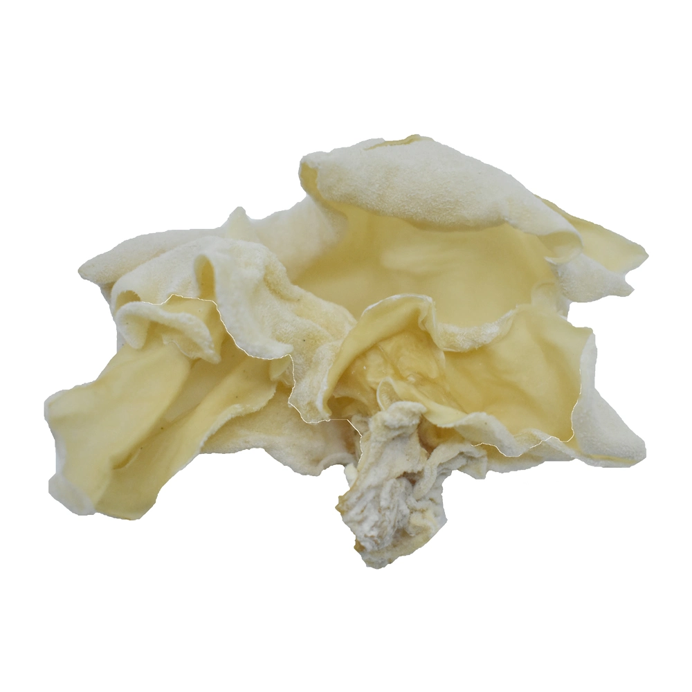 Special Edible Yellow Fungus Mushroom From China