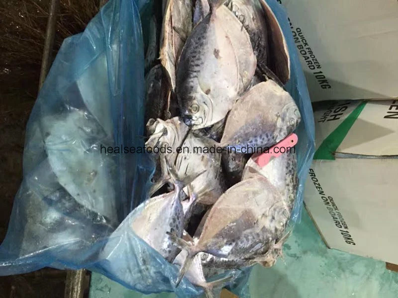 Chinese Manufacturer 100-150g Frozen Moonfish