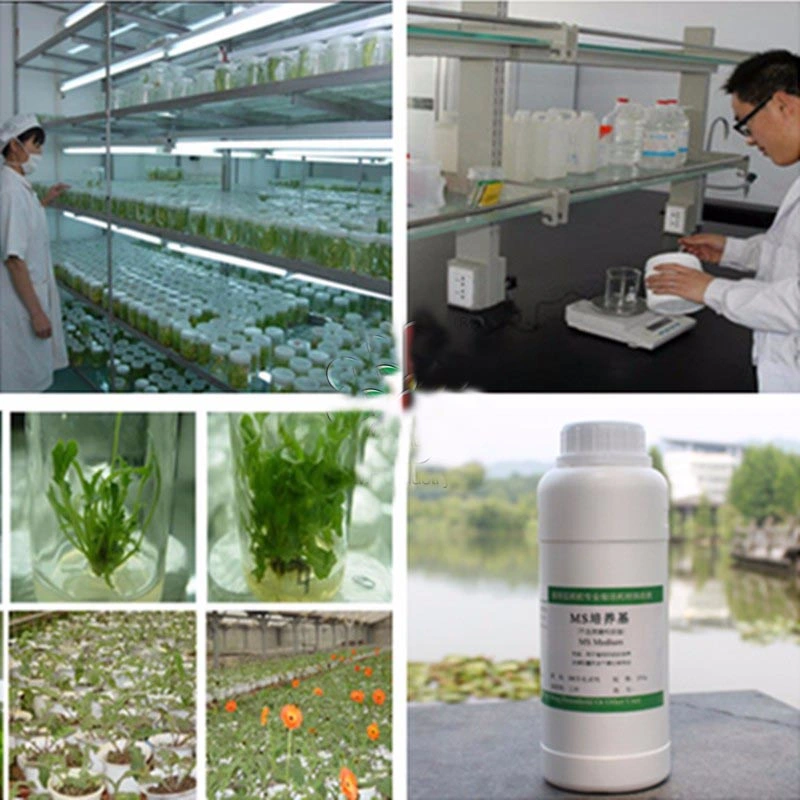 Plant Tissue Culture Ms Culture Medium