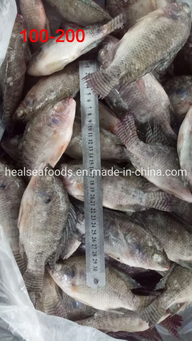 Wholesale 100-200g de pescado congelado Tilapia negro