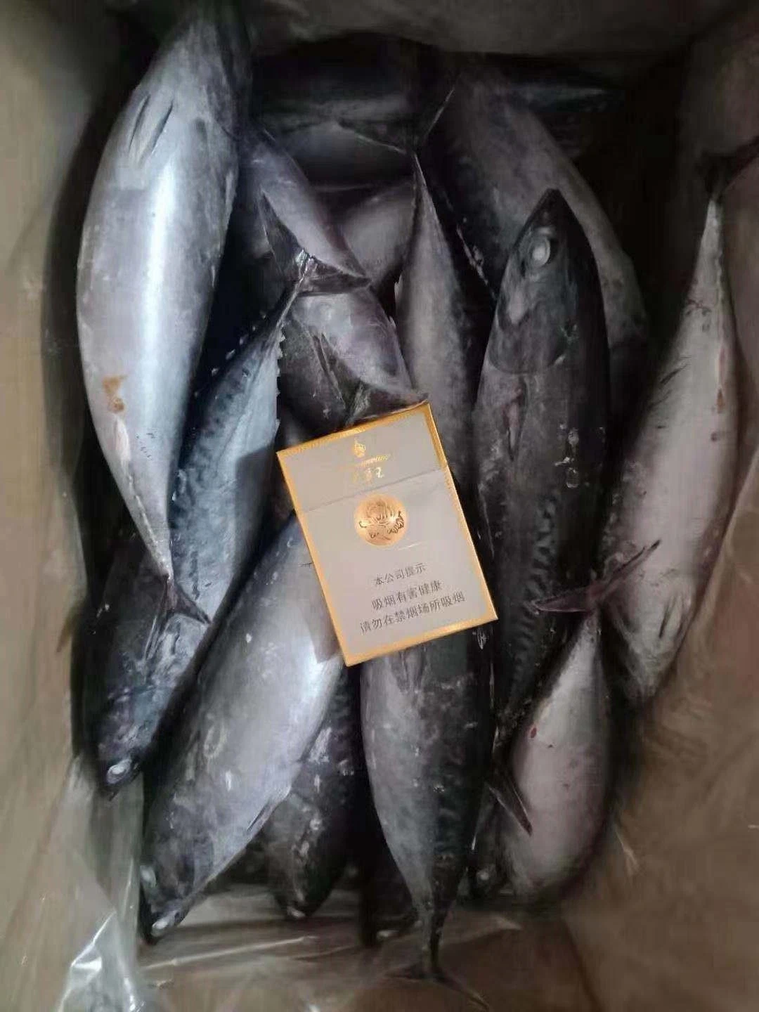 Buen precio congelado de pescado fresco Bonito 300-500g de bonito con rayas