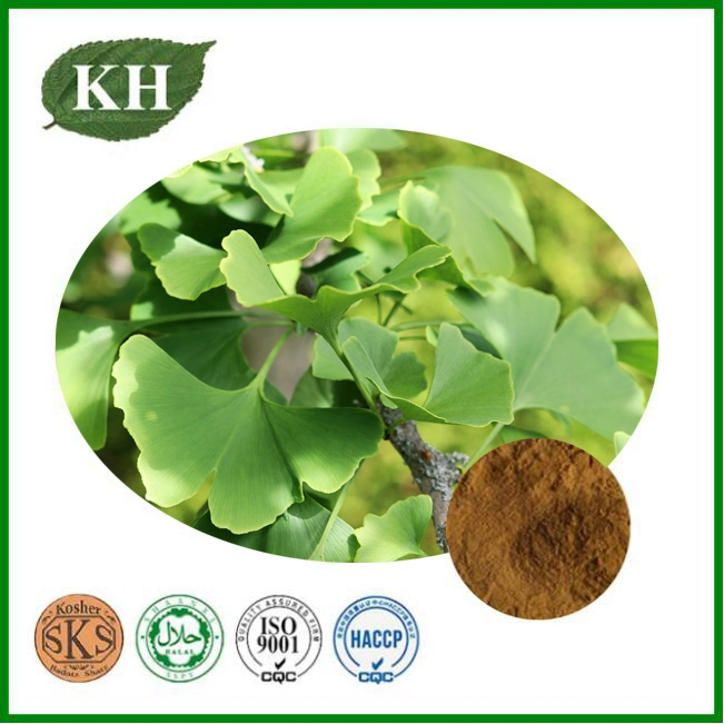 Ginkgo Biloba 100% Natural L Extrato de Ginkgo Biloba menores de pressão arterial