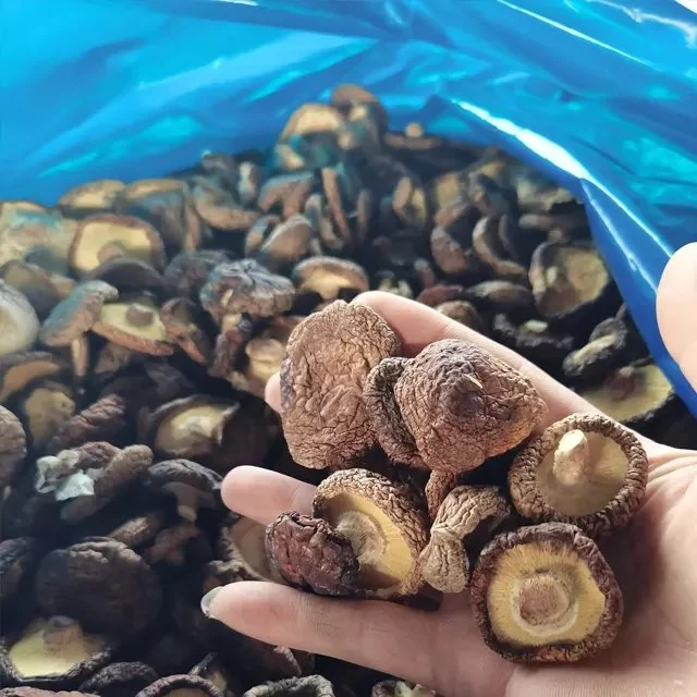 Venta caliente Rendimiento de alta calidad/alto costo secado orgánico Shiitake setas