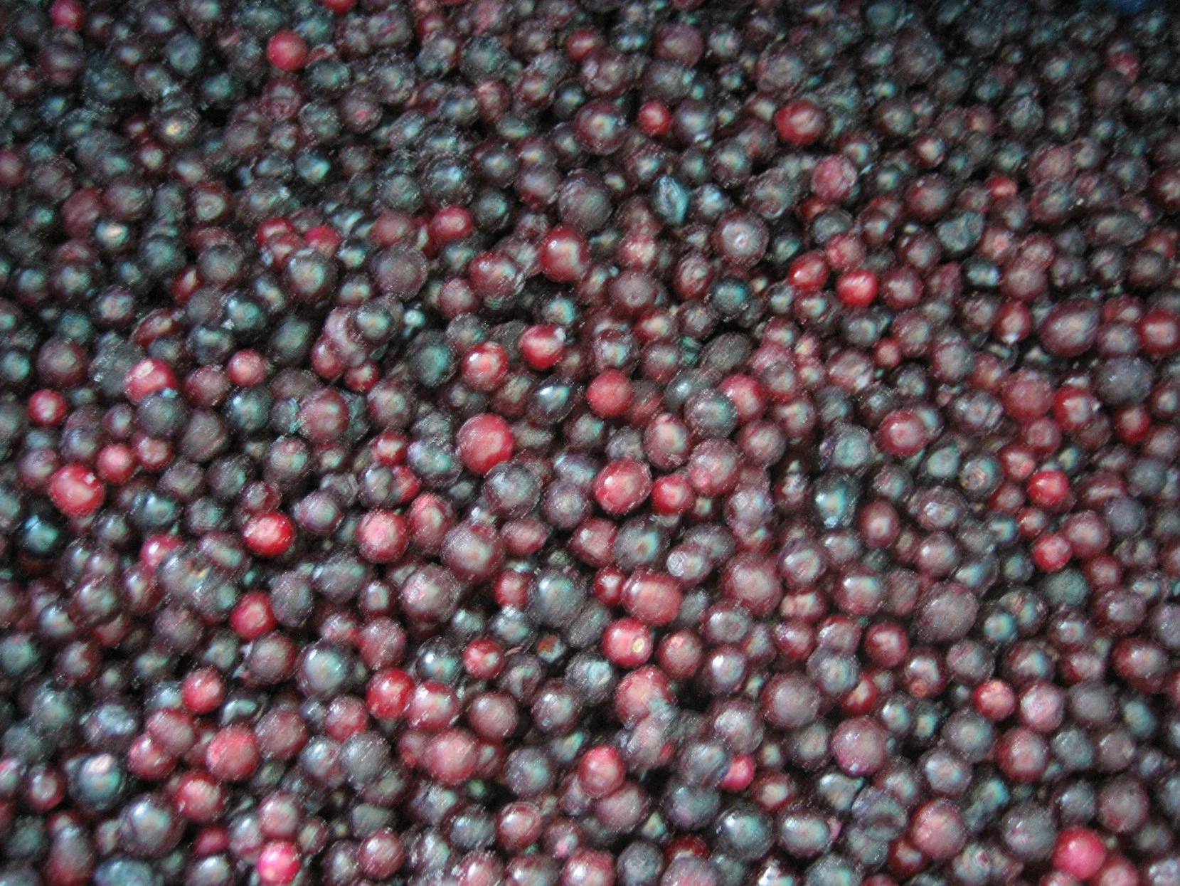 Sinocharm Top Grade Organic Nutrient-Rich IQF Blueberry Frozen Blueberry