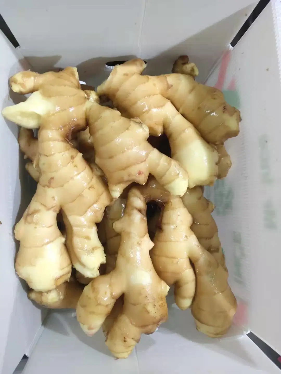 Good Quality Air Dry Ginger From Laiwu Manhing