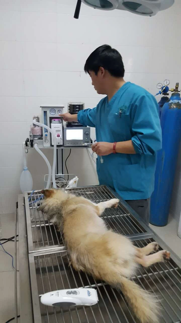 Equipo Equipo de Anestesia de animales veterinaria Dm6b para Vet Clinic