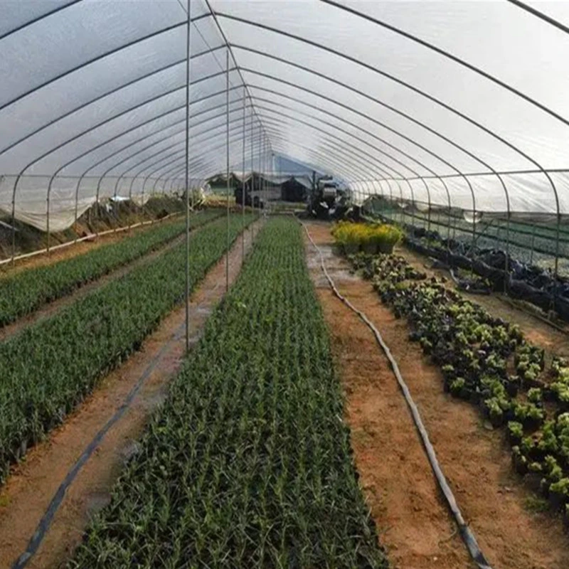 Affordable Personalized Hot-Rolled Garden Shed Multi Span Steel Structure Tunnel Greenhouse