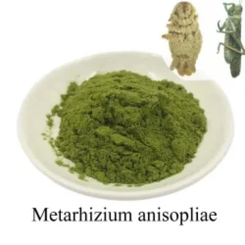 Organic Chemicals Pest Control Metarhizium Anisopliae Products